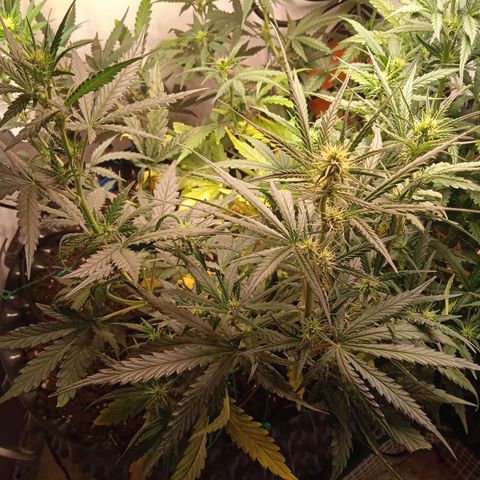 Northern lights Auto growlog timeline photo