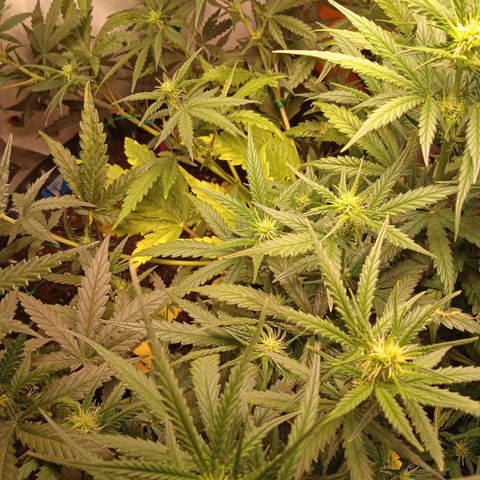 Northern lights Auto growlog timeline photo