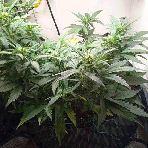 AutoXtreme growlog timeline photo