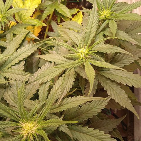 AutoXtreme growlog timeline photo