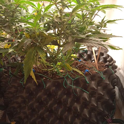 AutoXtreme growlog timeline photo