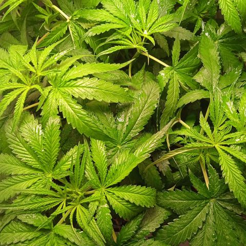 Green Gelato growlog timeline photo