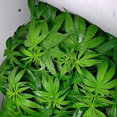 Green Gelato growlog photo: Камеру пришлось немного поправить