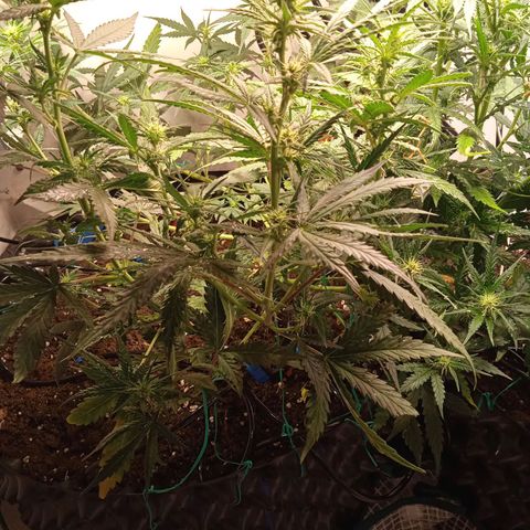 Northern lights Auto growlog timeline photo