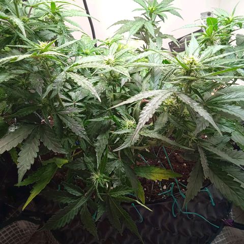 AutoXtreme growlog timeline photo