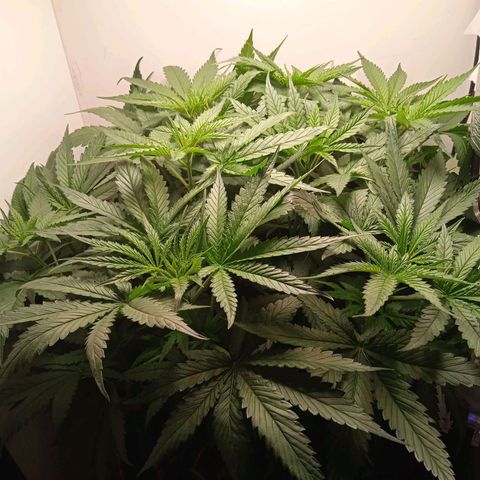 Green Gelato growlog timeline photo