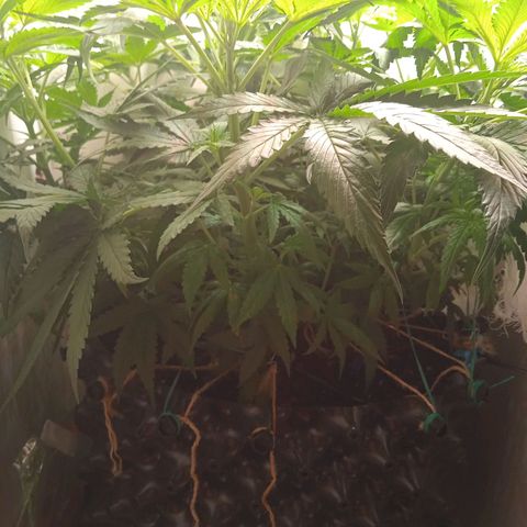 Green Gelato growlog timeline photo