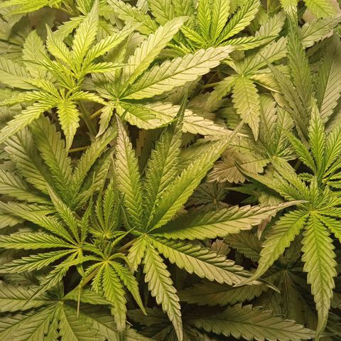 Green Gelato growlog timeline photo
