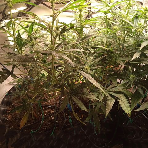 Northern lights Auto growlog timeline photo