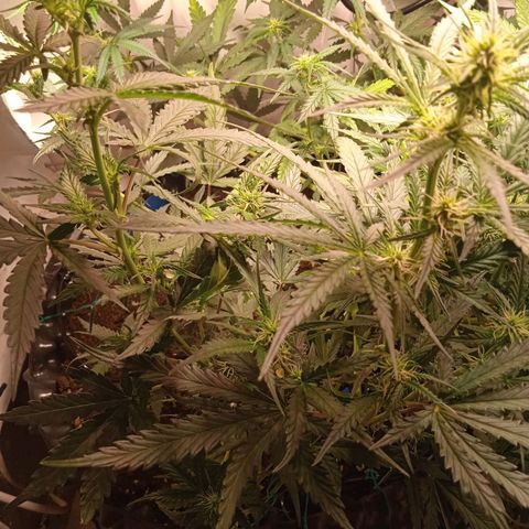 Northern lights Auto growlog timeline photo