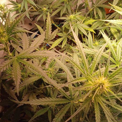 Northern lights Auto growlog timeline photo