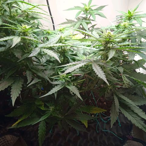 AutoXtreme growlog timeline photo