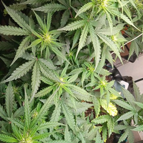 AutoXtreme growlog timeline photo