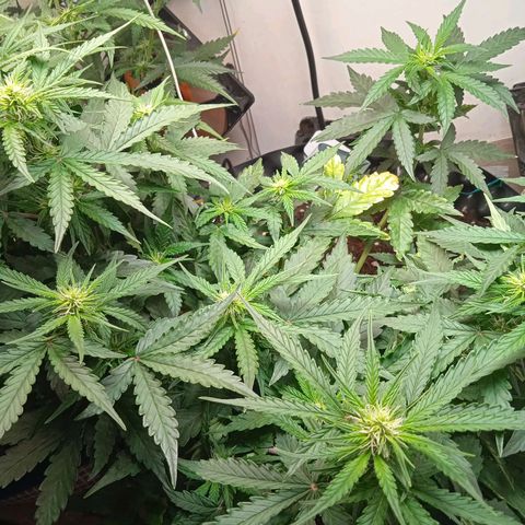 AutoXtreme growlog timeline photo