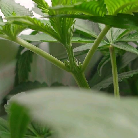 Green Gelato growlog photo: Зацвела, наконец-то