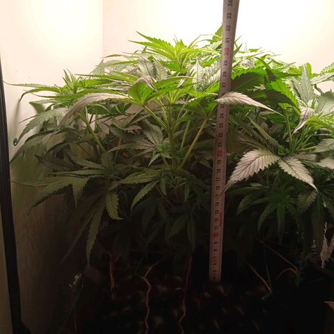 Green Gelato growlog timeline photo