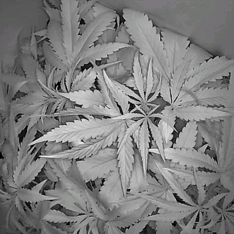 Green Gelato growlog timeline photo