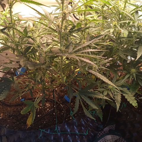 Northern lights Auto growlog timeline photo