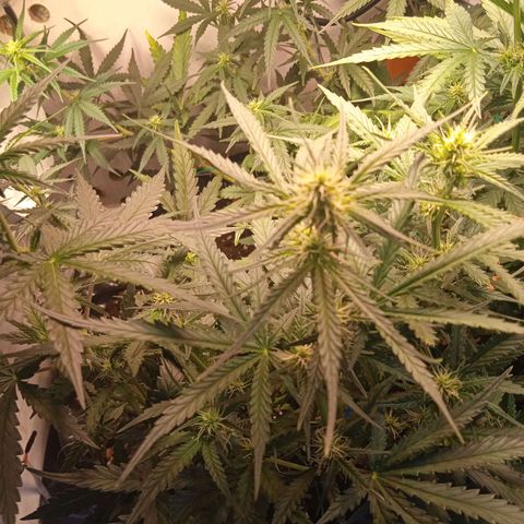 Northern lights Auto growlog timeline photo