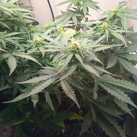 AutoXtreme growlog timeline photo