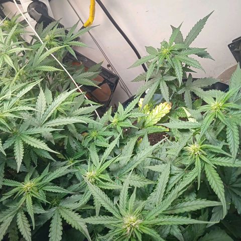 AutoXtreme growlog timeline photo