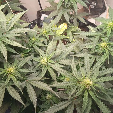AutoXtreme growlog timeline photo
