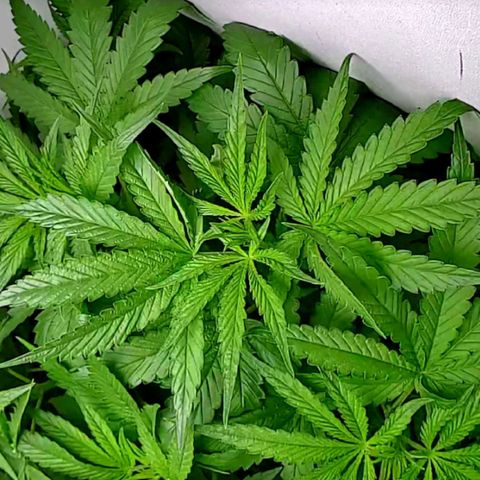 Green Gelato growlog timeline photo