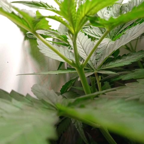 Green Gelato growlog timeline photo