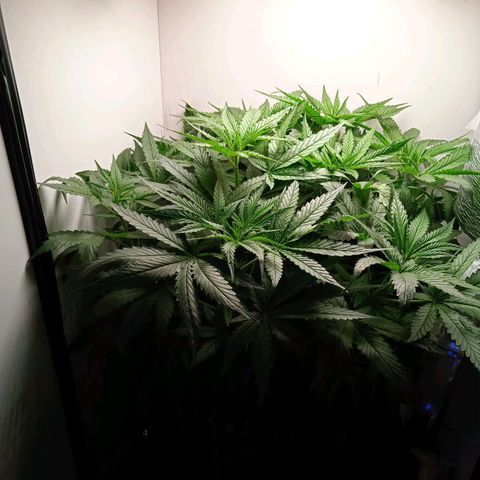 Green Gelato growlog timeline photo