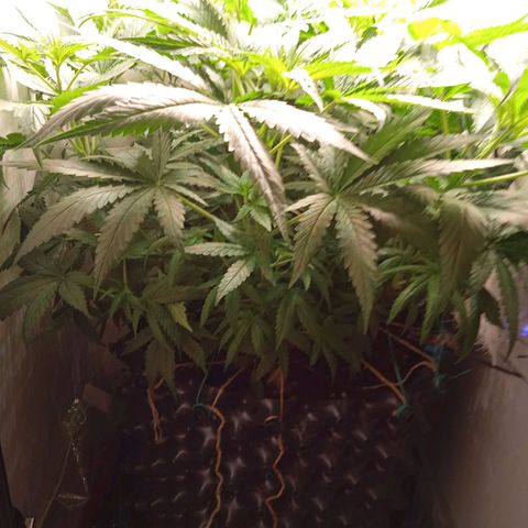 Green Gelato growlog timeline photo