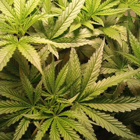 Green Gelato growlog timeline photo