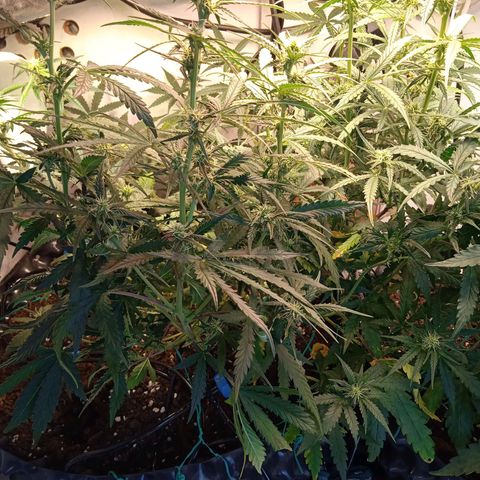 Northern lights Auto growlog timeline photo