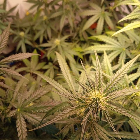 Northern lights Auto growlog timeline photo
