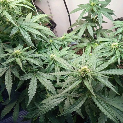 AutoXtreme growlog timeline photo