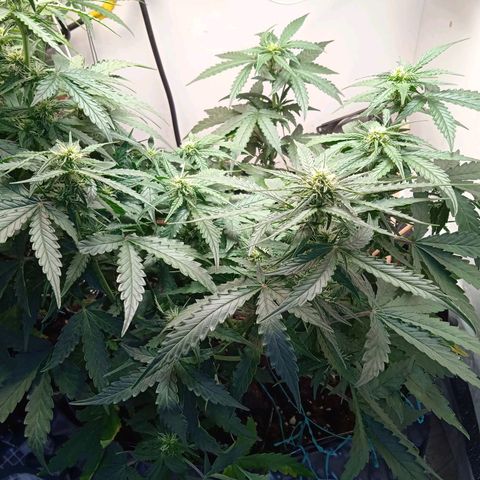 AutoXtreme growlog timeline photo