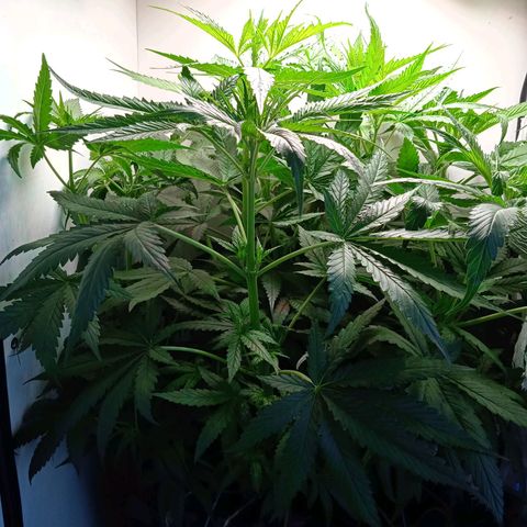 Green Gelato growlog timeline photo