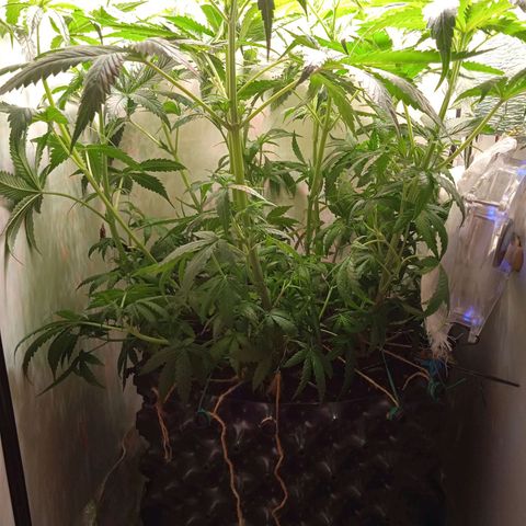 Green Gelato growlog photo: Постриглась