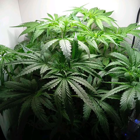 Green Gelato growlog timeline photo