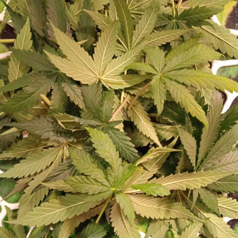 Green Gelato growlog timeline photo