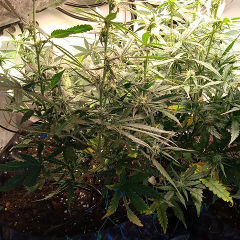 Northern lights Auto growlog timeline photo