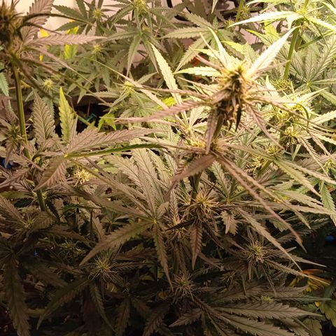 Northern lights Auto growlog timeline photo