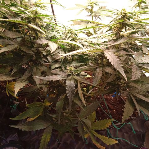 AutoXtreme growlog timeline photo