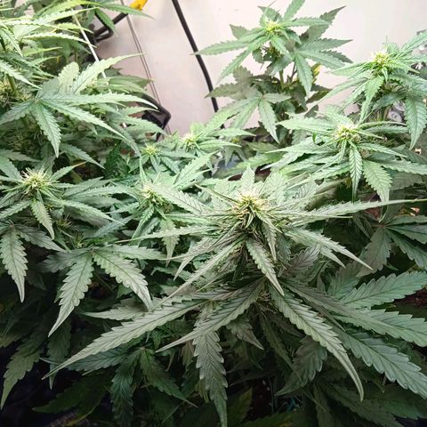 AutoXtreme growlog timeline photo
