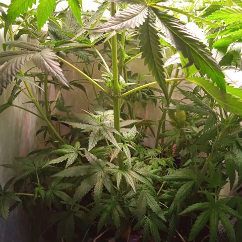 Green Gelato growlog timeline photo