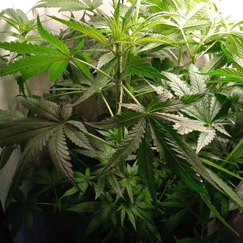 Green Gelato growlog timeline photo