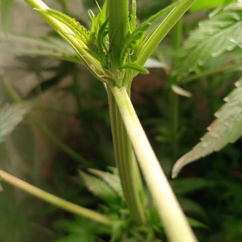 Green Gelato growlog photo: Забавно, тройные "пары" листьеви и ветки тоже, в отличие от обычных двойных парных