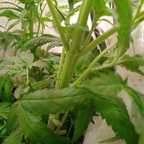 Green Gelato growlog photo: Забавно, тройные "пары" листьеви и ветки тоже, в отличие от обычных двойных парных