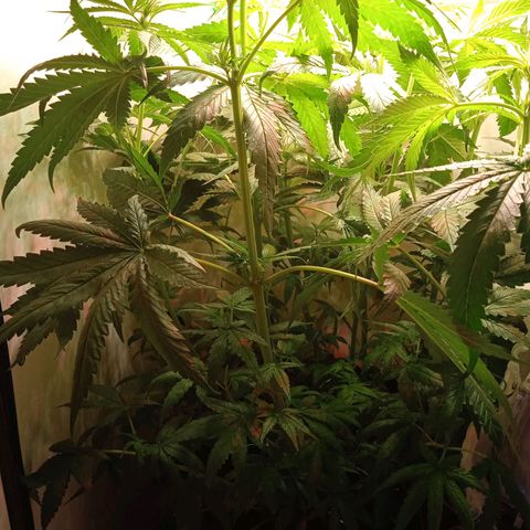 Green Gelato growlog photo: Очень сильно выстрелила в росте. Смонтировал сетку в пяти сантиметрах от лампы чтобы сильно не обожглась
