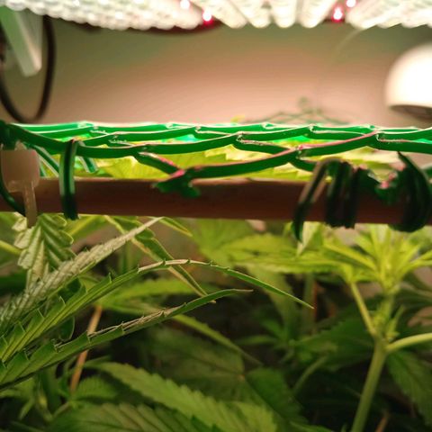 Green Gelato growlog timeline photo