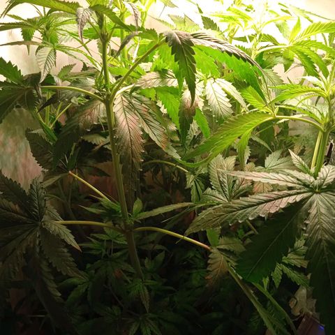 Green Gelato growlog timeline photo